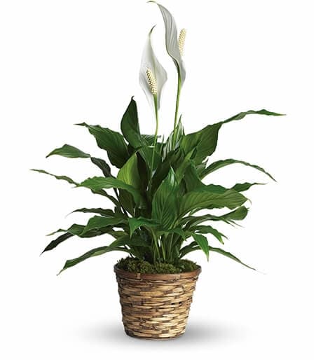Simply Elegant Spathiphyllum 